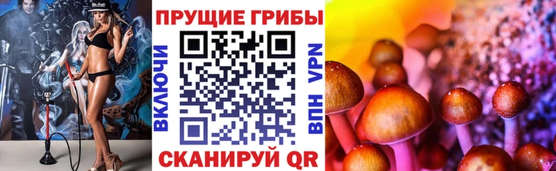 Псилоцибиновые грибы Cubensis  как найти   Новопавловск 